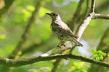 Mistle Thrush